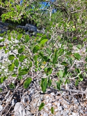 Bauhinia lunarioides
