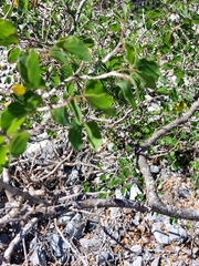 Bauhinia lunarioides