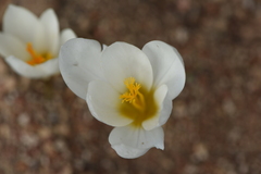 Crocus cancellatus mazziaricus