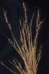 Piptochaetium panicoides