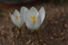 Crocus cancellatus mazziaricus
