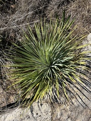 Yucca constricta
