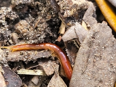 Myriapoda
