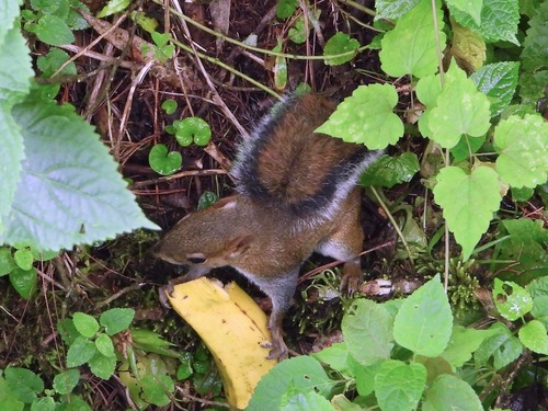 Deppe's Squirrel