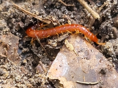 Myriapoda