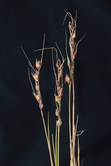 Piptochaetium panicoides