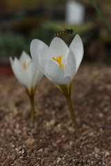 Crocus cancellatus mazziaricus