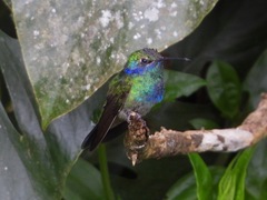 Colibri thalassinus