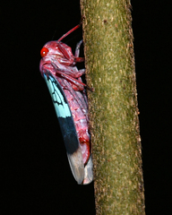 Amblyscarta opulenta