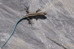 Anatololacerta pelasgiana