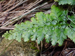 Asplenium adiantum-nigrum