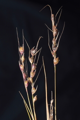 Piptochaetium panicoides