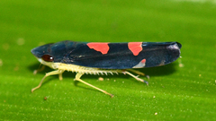 Pachitea subflava