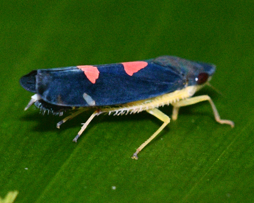 Pachitea ryma