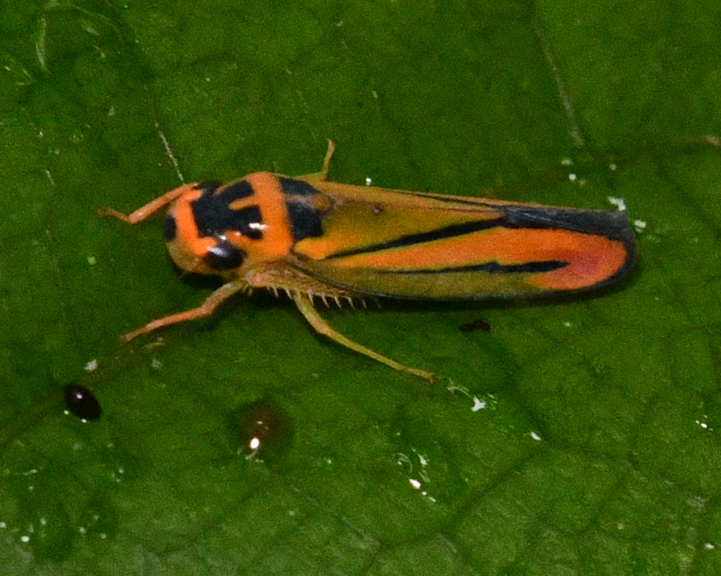 Soosiulus fulgidus