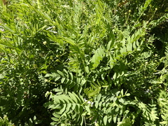 Galega officinalis