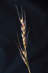 Piptochaetium panicoides