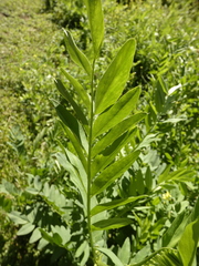 Galega officinalis