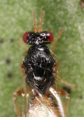 Euplectrus