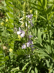 Galega officinalis