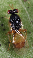 Euplectrus