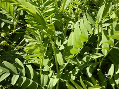 Galega officinalis
