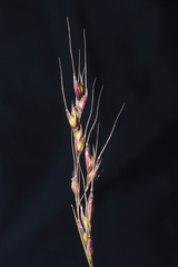 Piptochaetium panicoides