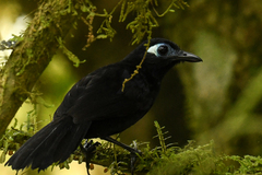 Hafferia zeledoni