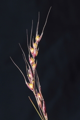 Piptochaetium panicoides