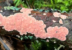 Aleurodiscus wakefieldiae