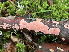 Aleurodiscus wakefieldiae