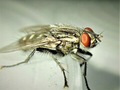 Sarcophaga variegata