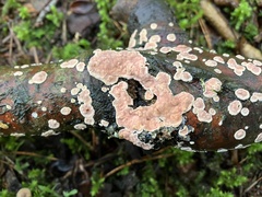 Aleurodiscus wakefieldiae