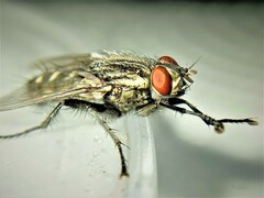 Sarcophaga variegata