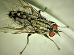 Sarcophaga variegata