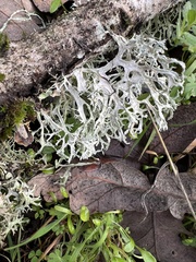 Evernia prunastri