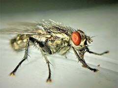 Sarcophaga variegata