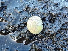 Nerita plicata