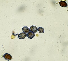 Aleurodiscus wakefieldiae