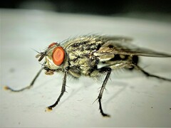 Sarcophaga variegata