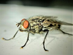 Sarcophaga variegata