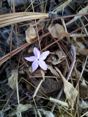 Pseuderanthemum praecox