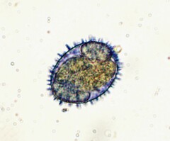 Aleurodiscus wakefieldiae