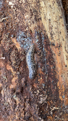 Philomycus carolinianus