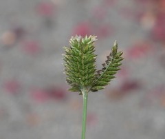 Eleusine tristachya