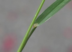 Eleusine tristachya