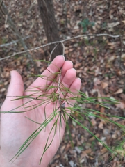 Pinus glabra