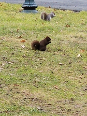 Sciurus carolinensis