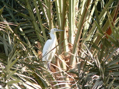 Egretta garzetta
