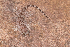 Chondrodactylus turneri